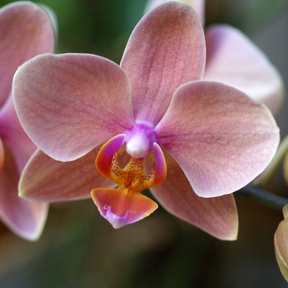 Орхидея Равенна