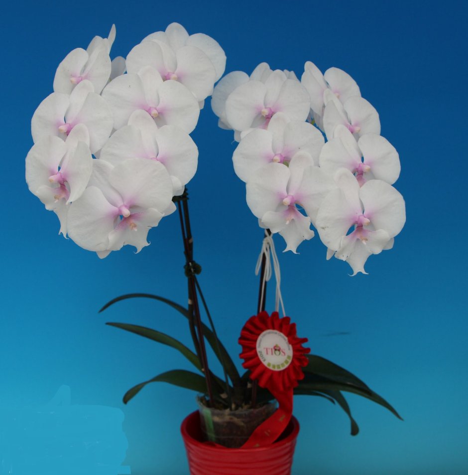 Орхидея Кристалл Ватер