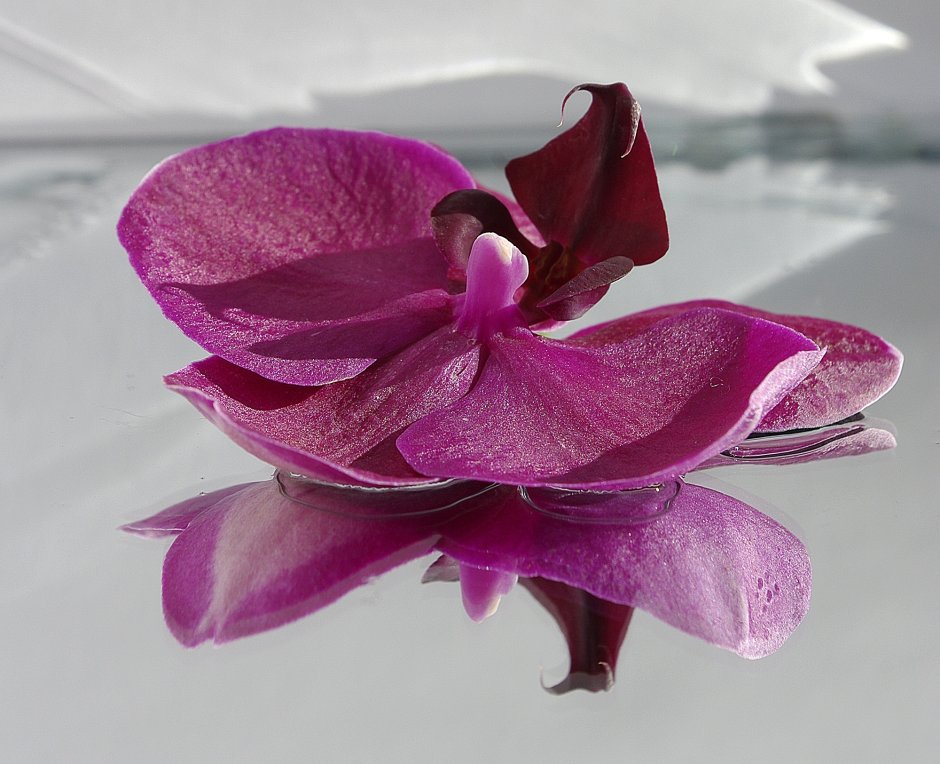Лонг Хай пурпур Орхидея