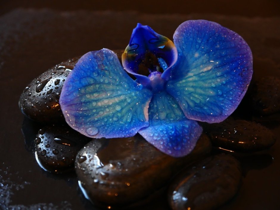 Орхидея камни вода
