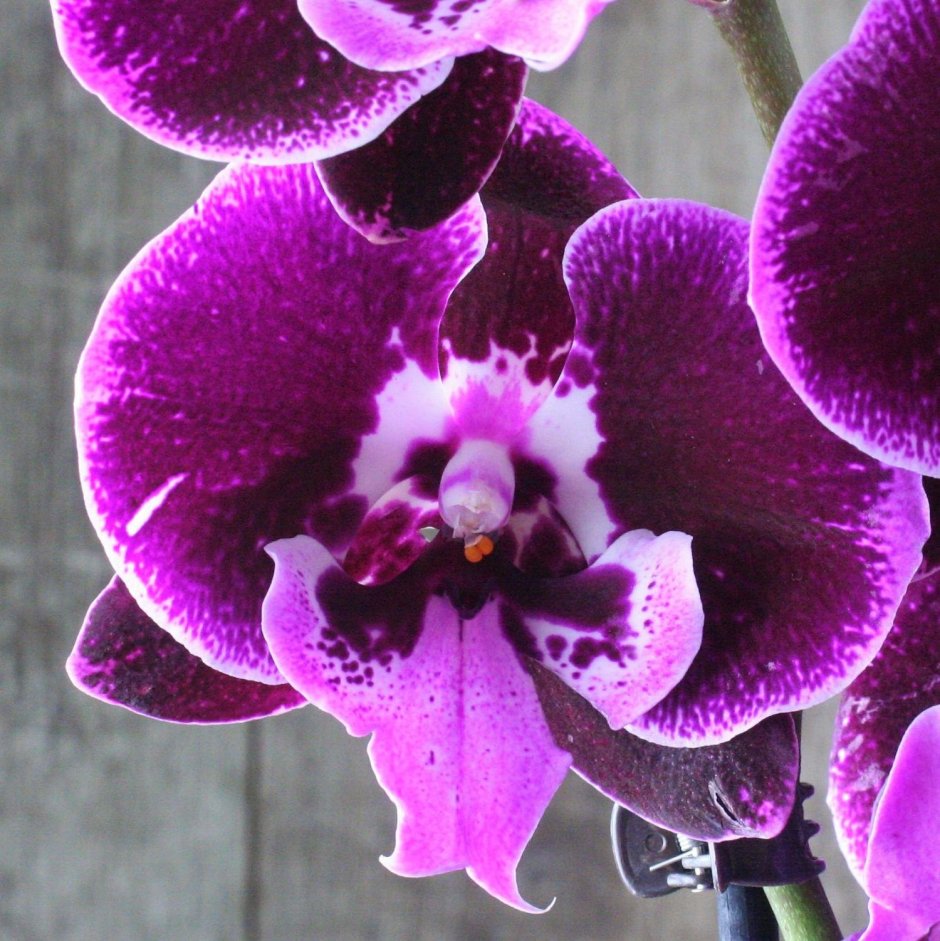 Орхидея фаленопсис монро