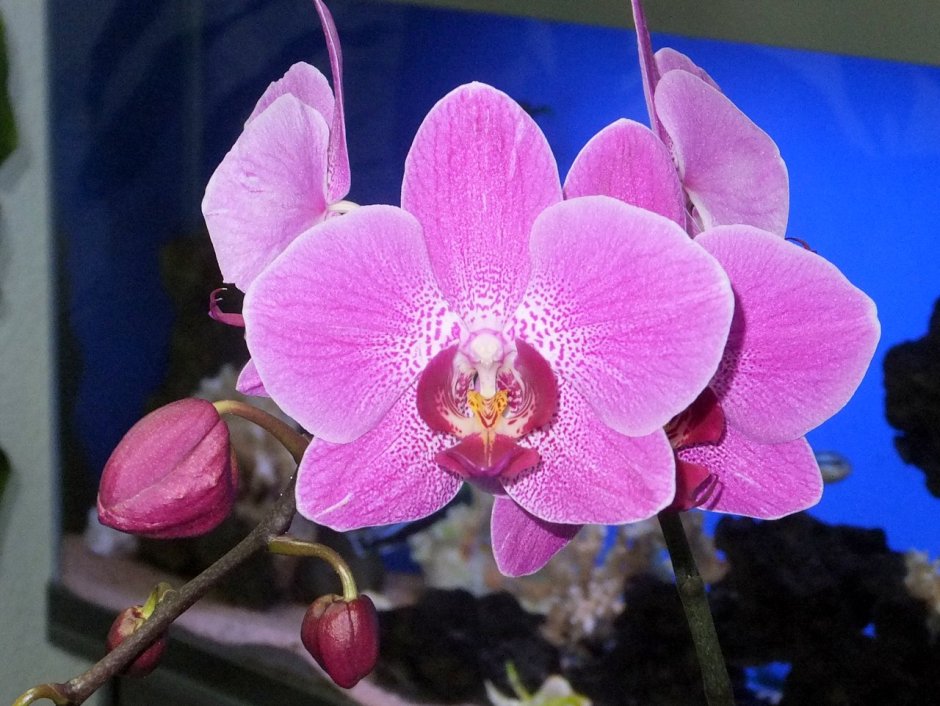 Орхидея фаленопсис Purple Miracle