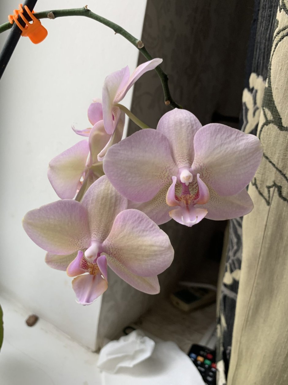 Орхидея Phalaenopsis Maya