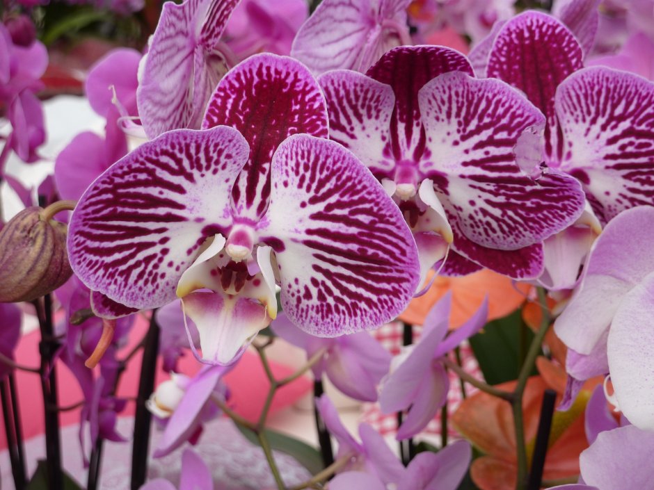 Орхидея Phalaenopsis Рауль