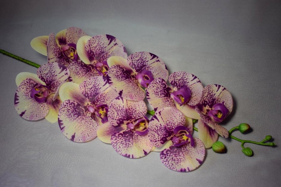 Орхидея Тропик Пикоти