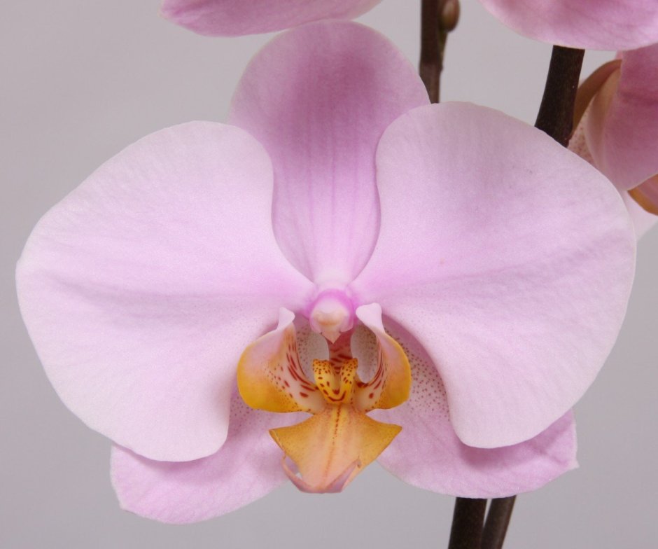 Орхидея Phal chia Yenlin