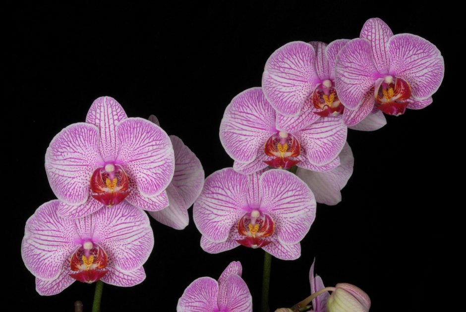Орхидея Phalaenopsis Mariola