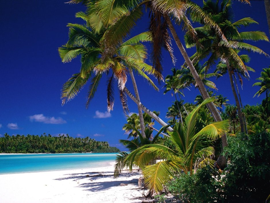 Бали Hurley пальмы