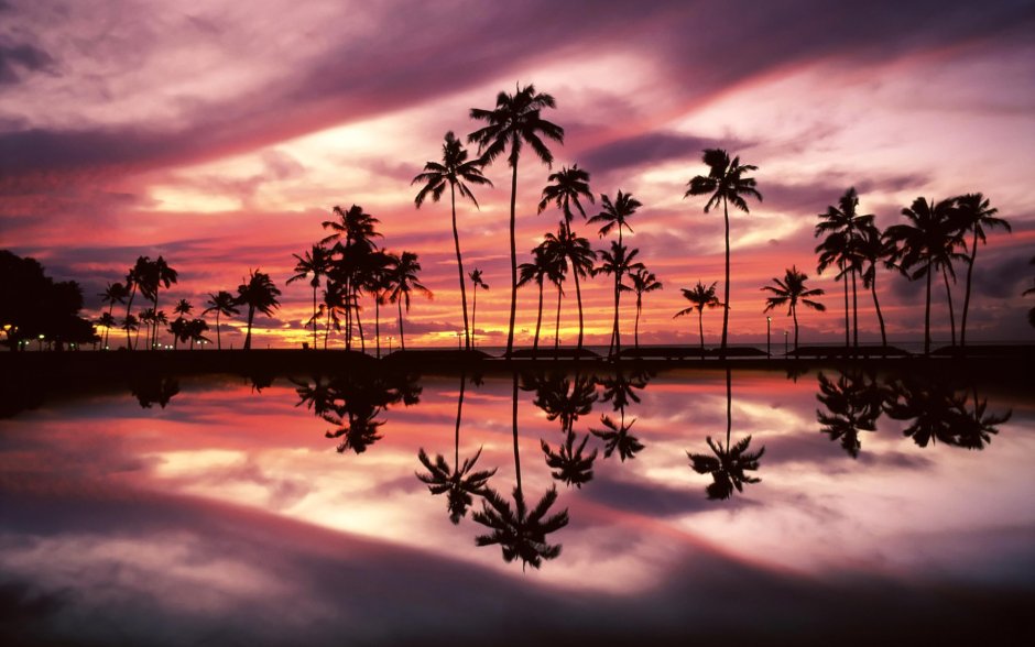 Океан пальмы закат