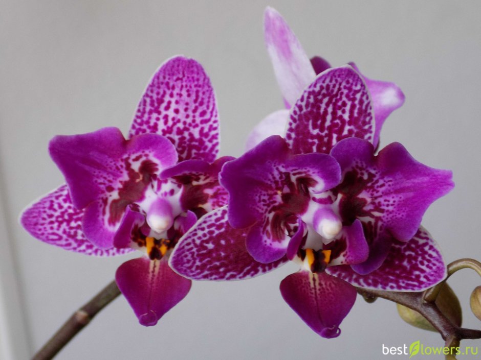 Орхидея пелорик фиолетовый