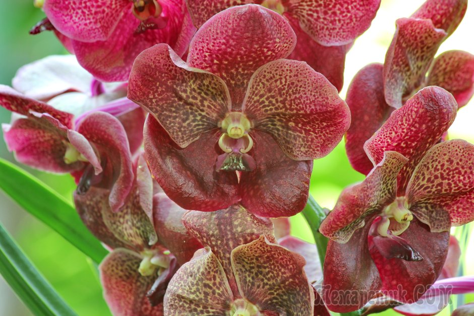 Королевская Орхидея Ванда