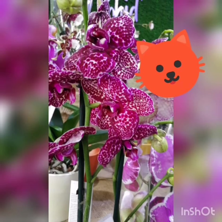 Phalaenopsis Cranberry Cha Cha, Mini