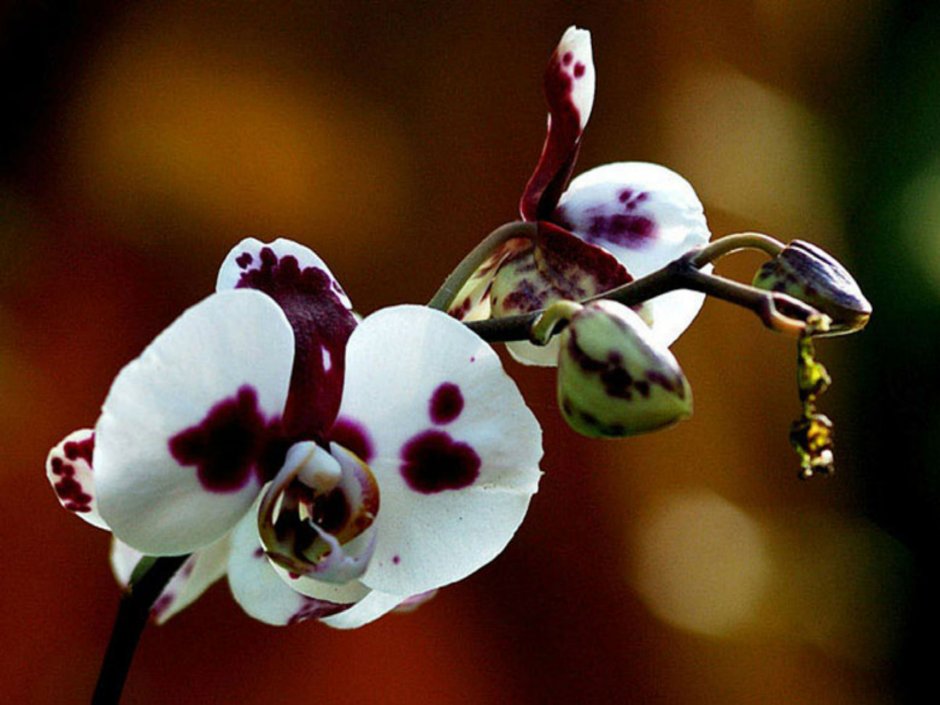 Орхидея белая с фиолетовыми пятнами