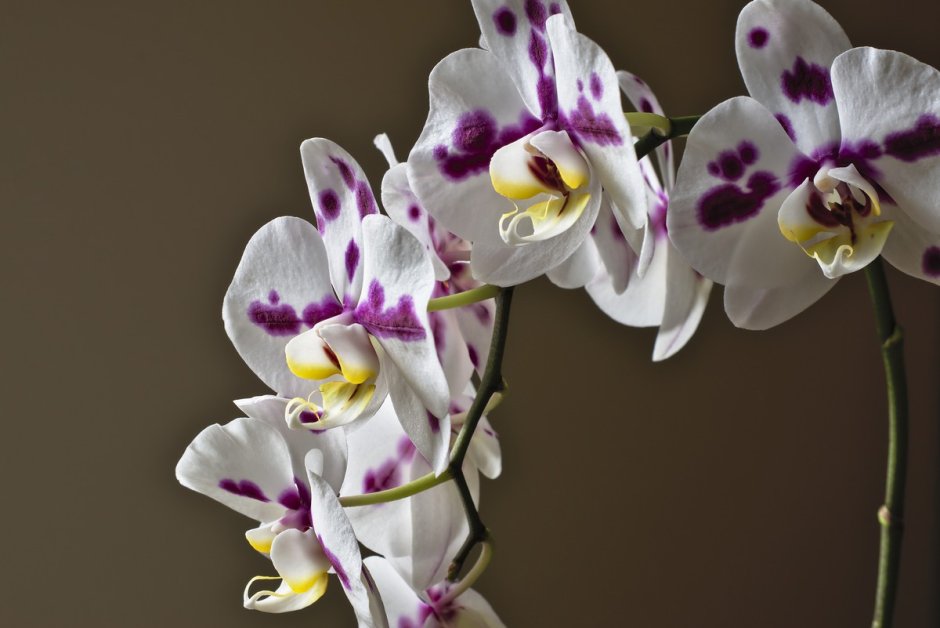 Орхидея формоза кранберри