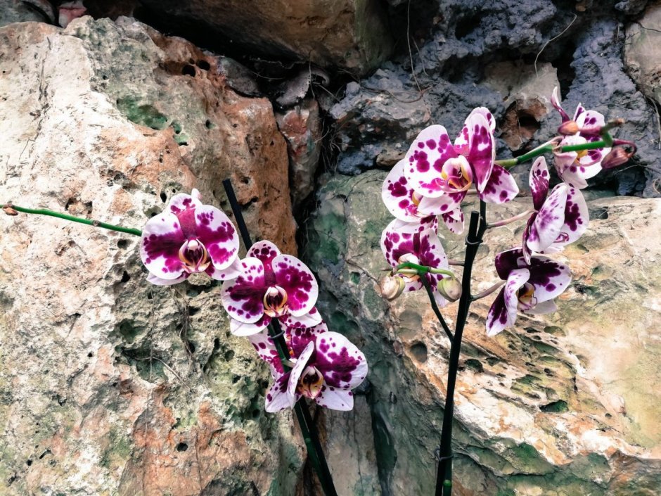 Орхидея Сан Франциско