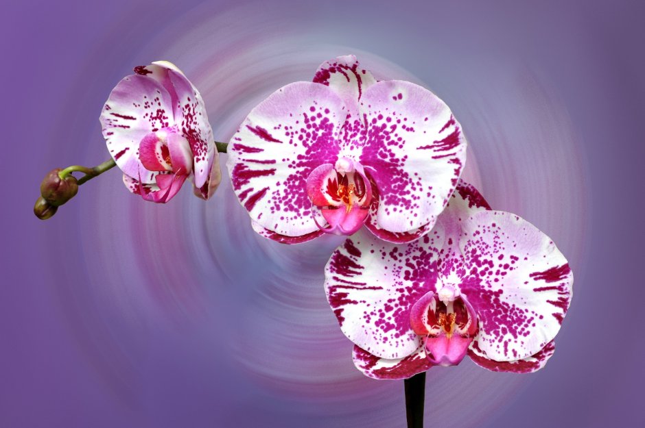 Орхидея фаленопсис соцветие