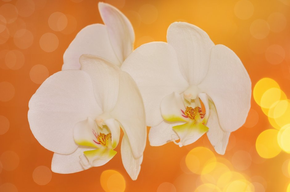 Белая Орхидея на бежевом фоне