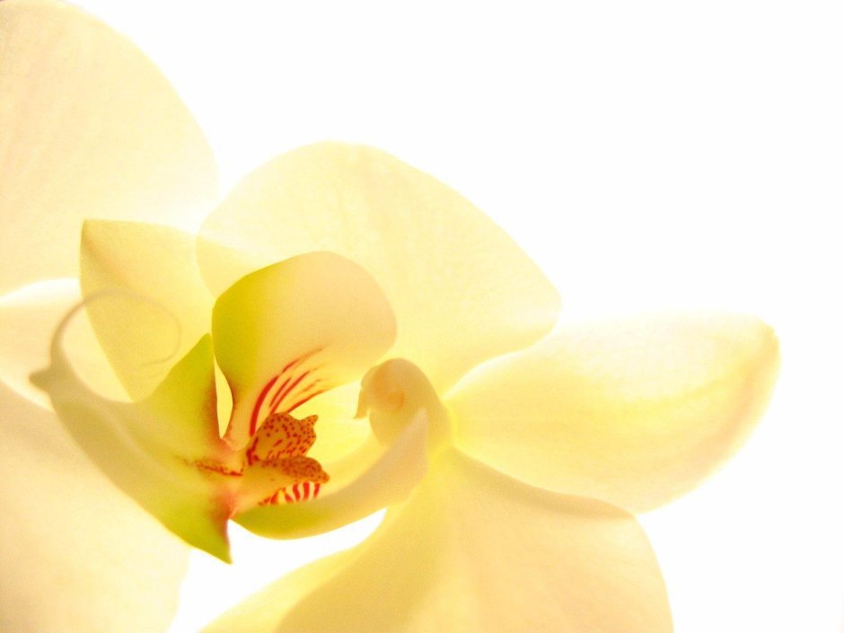 Орхидея лососевого цвета