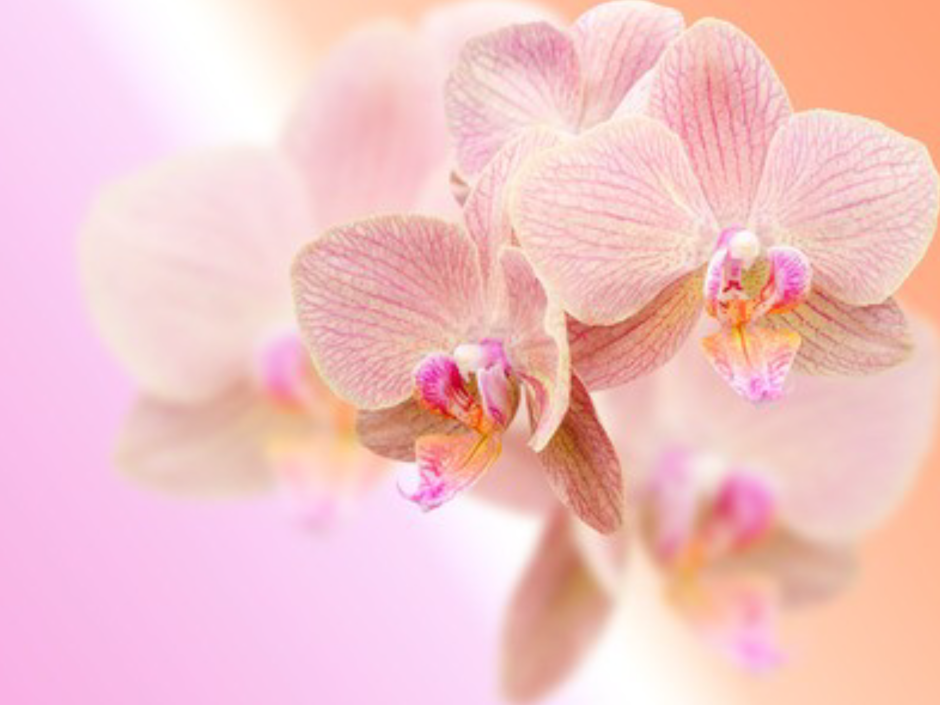 Нежный розовый фон с орхидеями