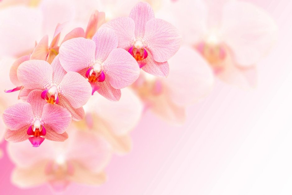 Визитки с розовыми орхидеями