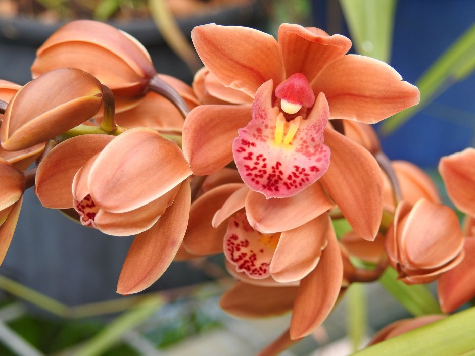 Cymbidium Orchid Sunglow