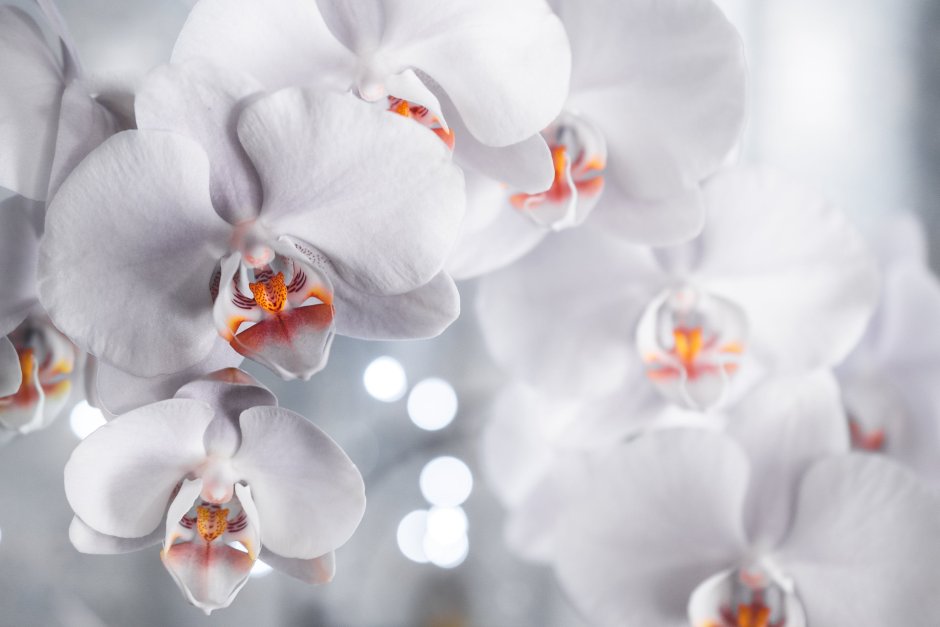 Белые орхидеи на коричневом фоне