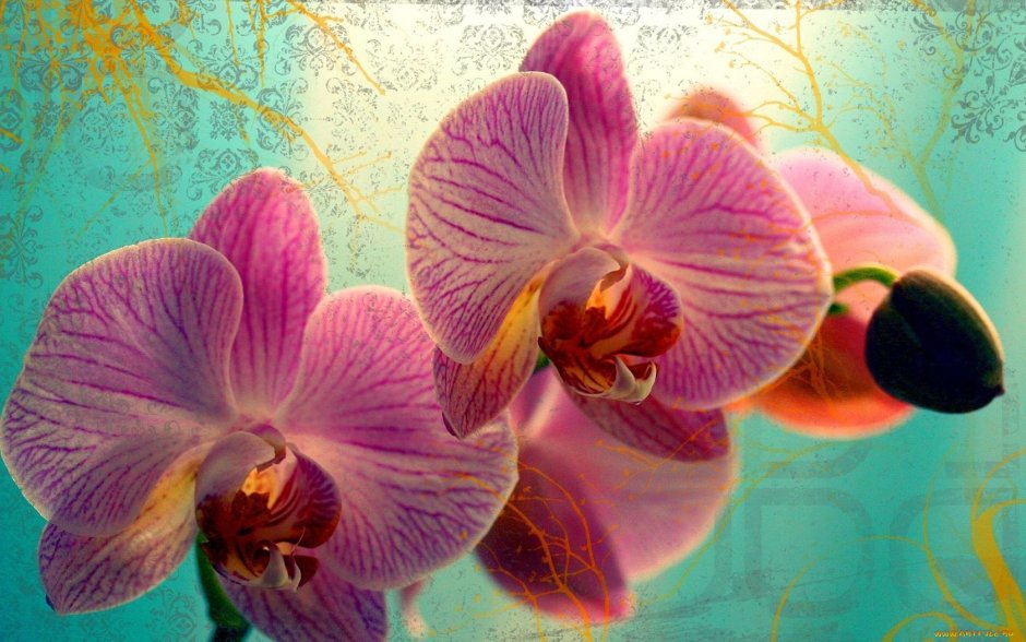 Открытки цветы орхидеи