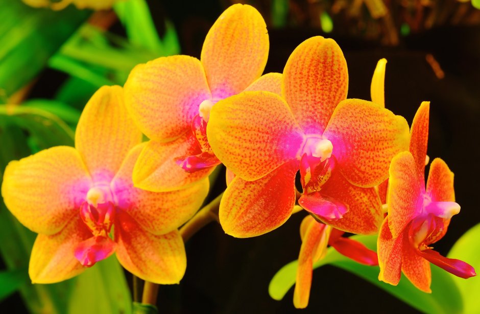 Орхидея Рыжик