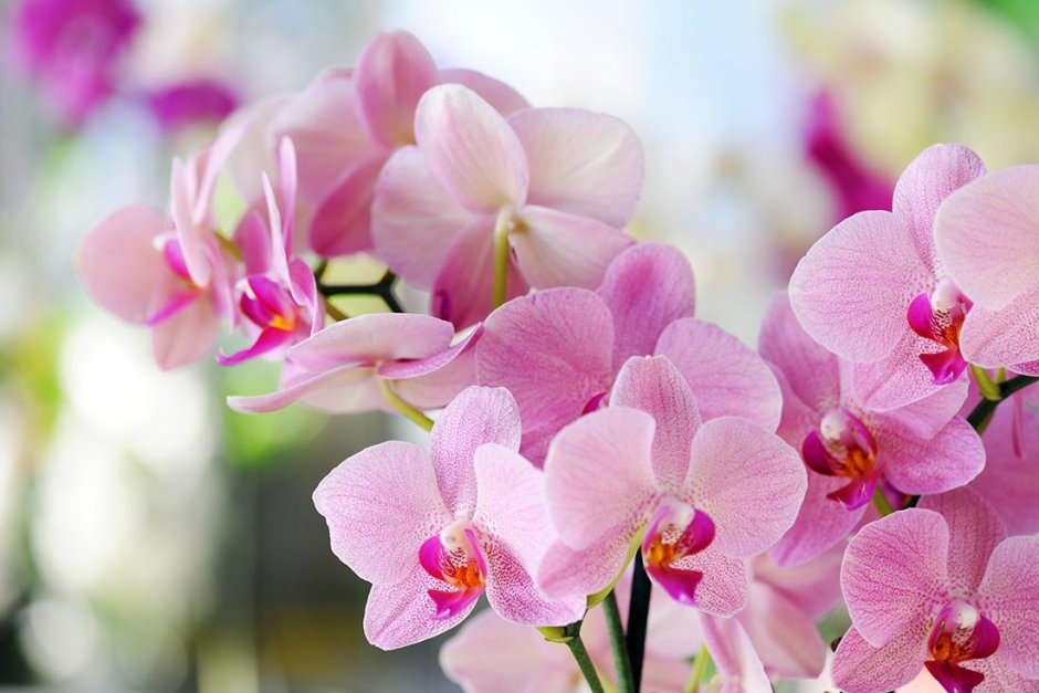 Орхидея розового цвета