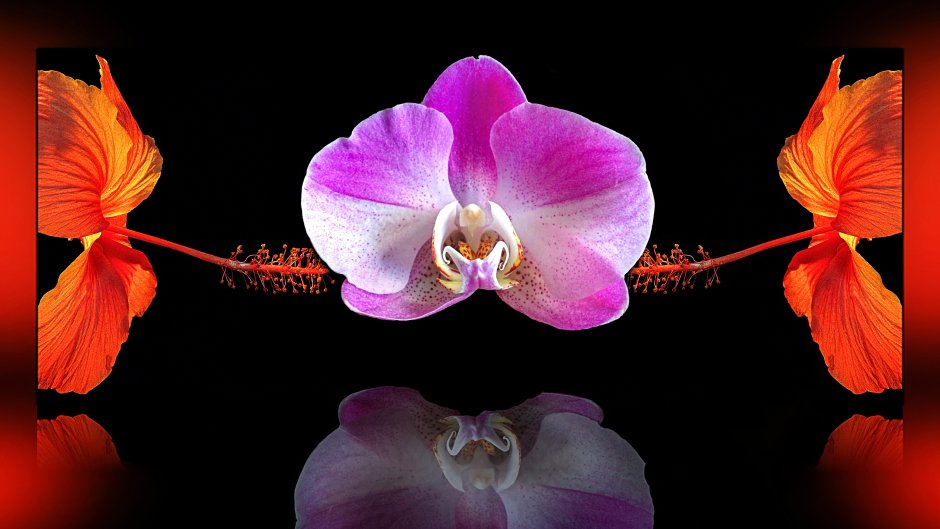 Зеркальная Орхидея цветок