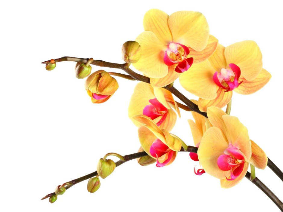 Веточку орхидеи желтый