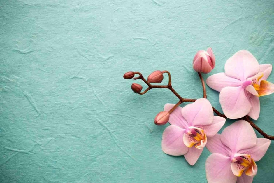 Розовые орхидеи на голубом фоне