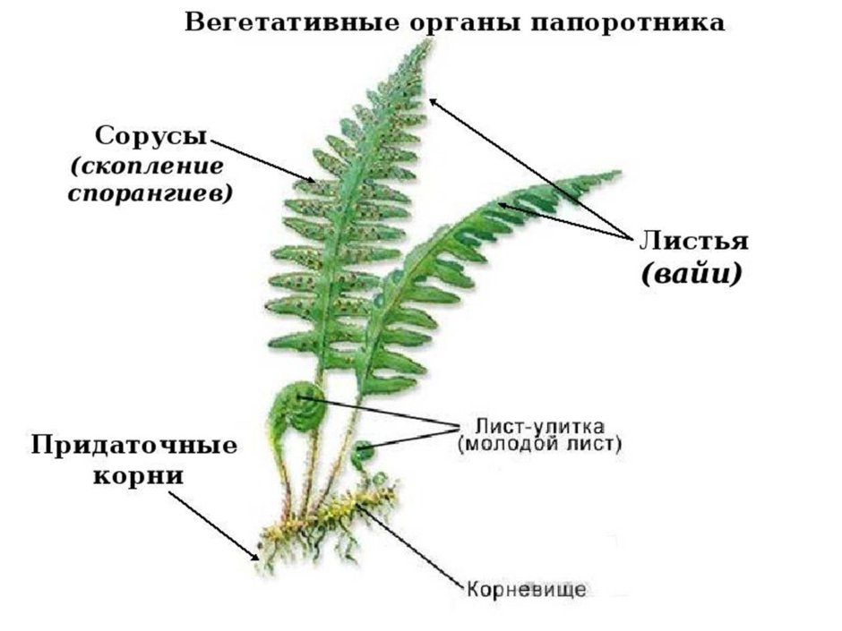 Фрактал папоротник