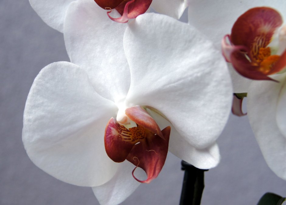 Орхидея цвет фуксия фото