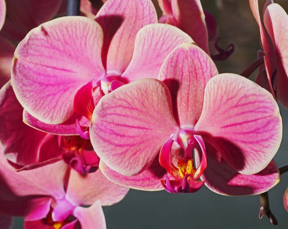 Бордовая Орхидея пестрая фаленопсис