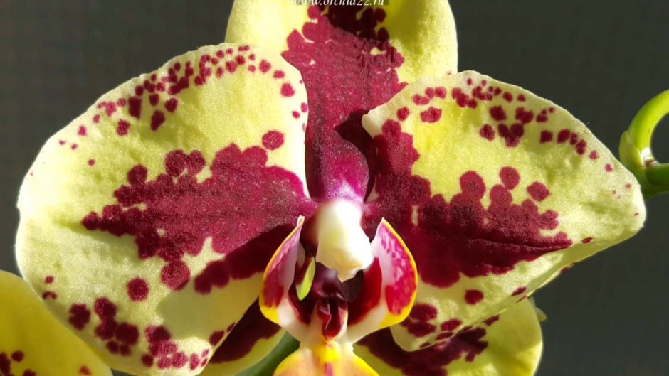Орхидея фаленопсис мультифлора бордовая
