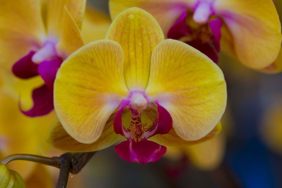 Орхидея фаленопсис малиновый щербет