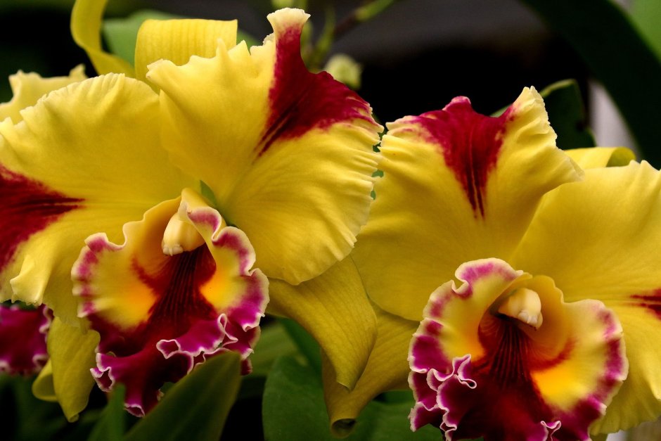 Орхидея бордовая с желтой губой