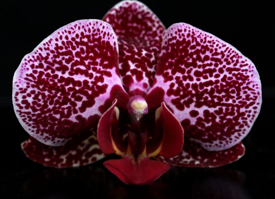 Орхидея Голден Пикси