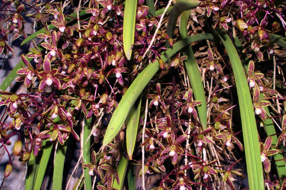 Вариегата орхидея
