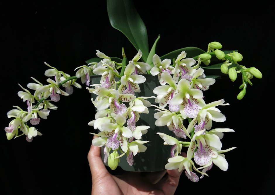 Орхидея amabilis variegated