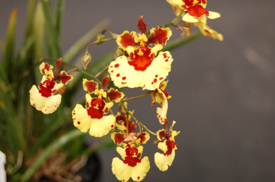 Орхидея amabilis