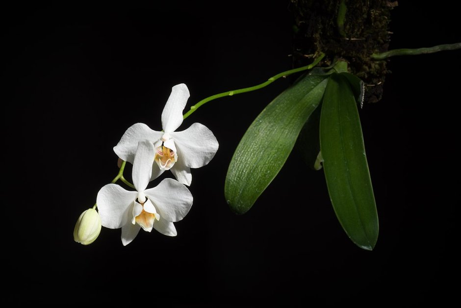 Орхидея фаленопсис белая с фиолетовой губой