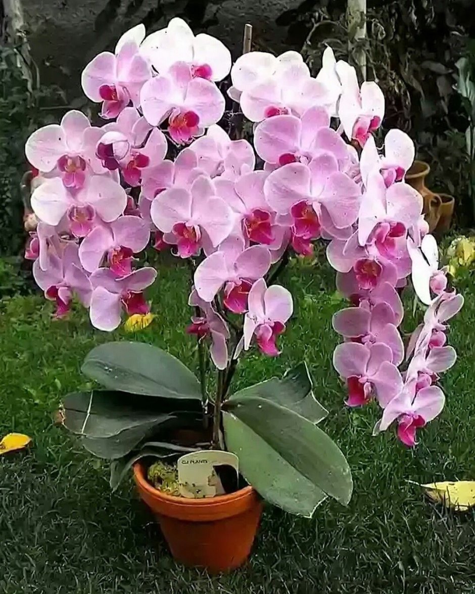 Большая крупная Орхидея