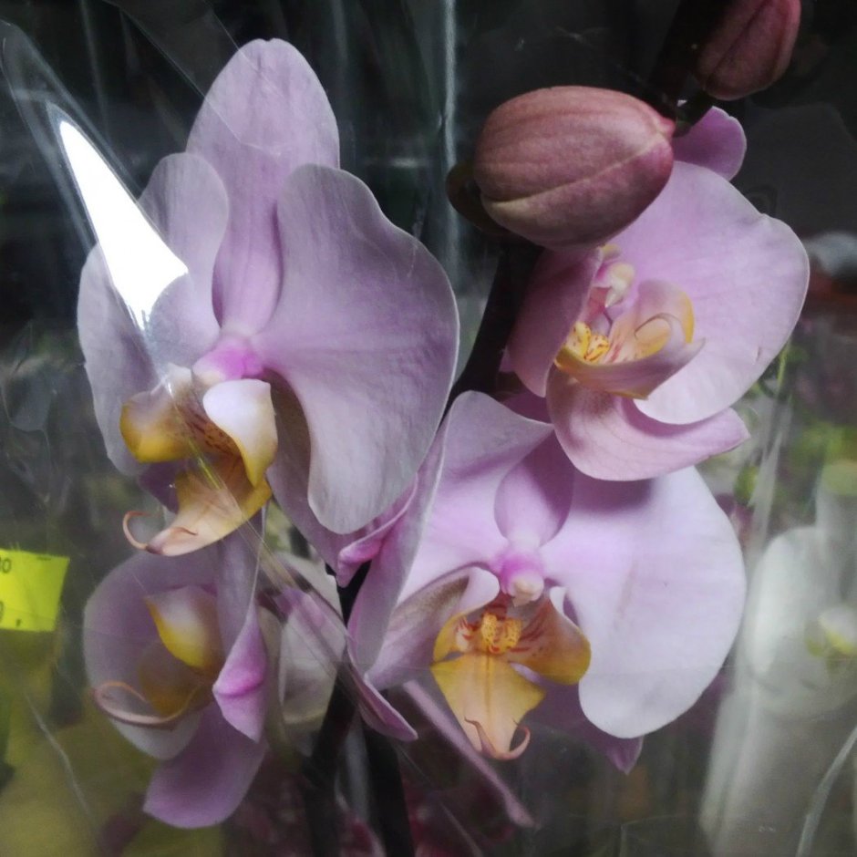Орхидея фаленопсис Beaumonde