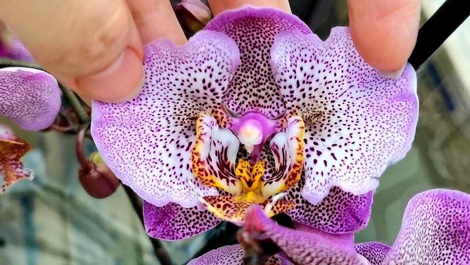 Little Emperor Орхидея