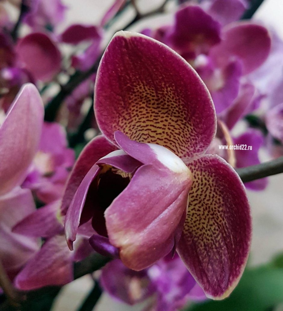 Орхидея диамонд Кинг