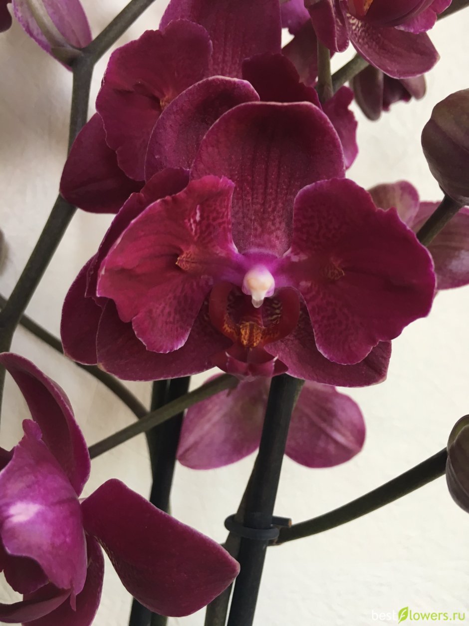 Орхидея Вивальди пелорик