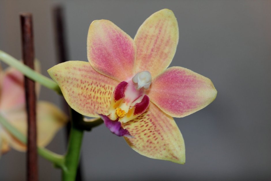 Орхидеи Elsa Orchid г. Самара