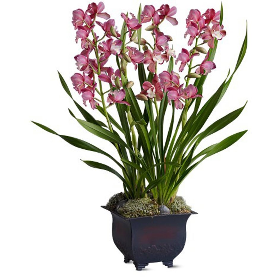 Орхидея с луковицей Цимбидиум